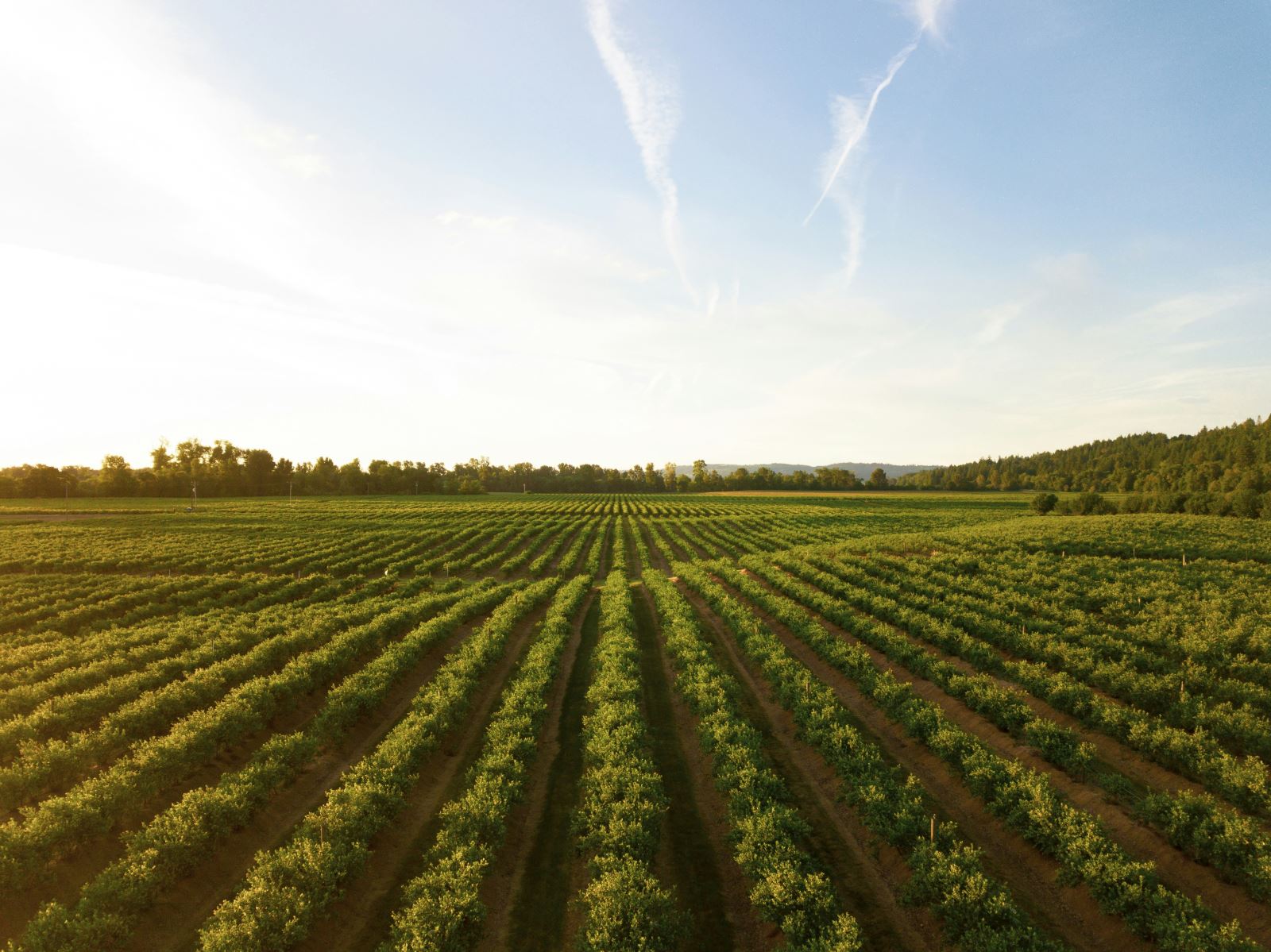 Farmland